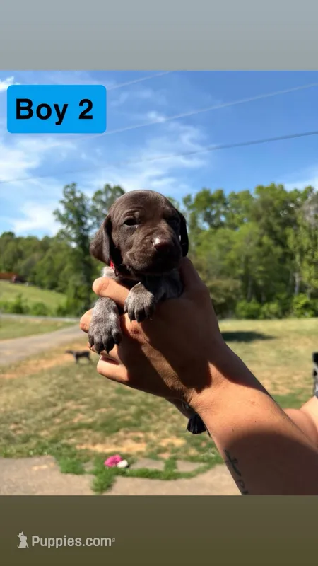 Boy 2 – German Shorthaired Pointer puppy for sale in Amherst, VA