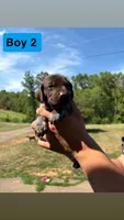 Boy 2, a male German Shorthaired Pointer for sale in Amherst, VA – 1 of 6