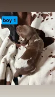 Boy 1, a male German Shorthaired Pointer for sale in Amherst, VA – 2 of 3