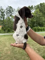 Girl 4, a female German Shorthaired Pointer for sale in Amherst, VA – 2 of 10