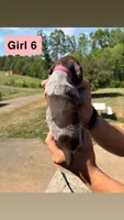 Girl 6, a female German Shorthaired Pointer for sale in Amherst, VA – 4 of 6