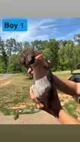 Boy 1, a male German Shorthaired Pointer for sale in Amherst, VA – 4 of 8