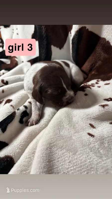 Girl 3 – German Shorthaired Pointer puppy for sale in Amherst, VA