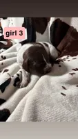 Girl 3, a female German Shorthaired Pointer for sale in Amherst, VA – 1 of 2