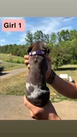 Girl 1, a female German Shorthaired Pointer for sale in Amherst, VA – 5 of 9