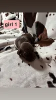 Girl 1, a female German Shorthaired Pointer for sale in Amherst, VA – 2 of 2