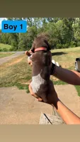 Boy 1, a male German Shorthaired Pointer for sale in Amherst, VA – 8 of 8