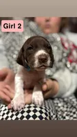 Girl 2, a female German Shorthaired Pointer for sale in Amherst, VA – 3 of 6