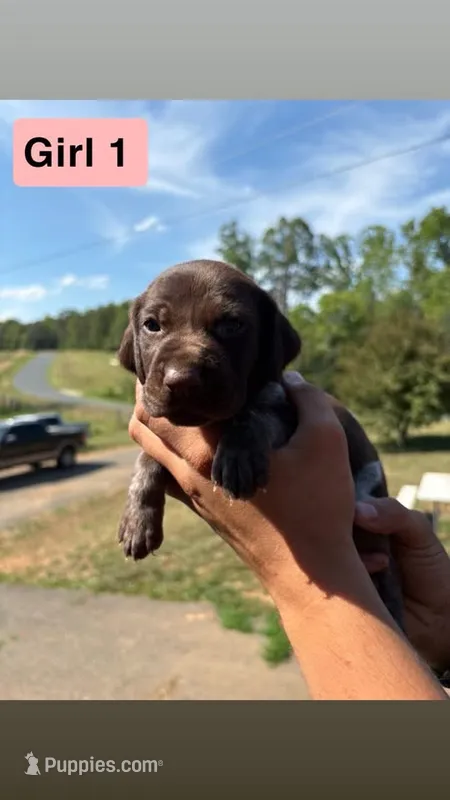 Girl 1 – German Shorthaired Pointer puppy for sale in Amherst, VA