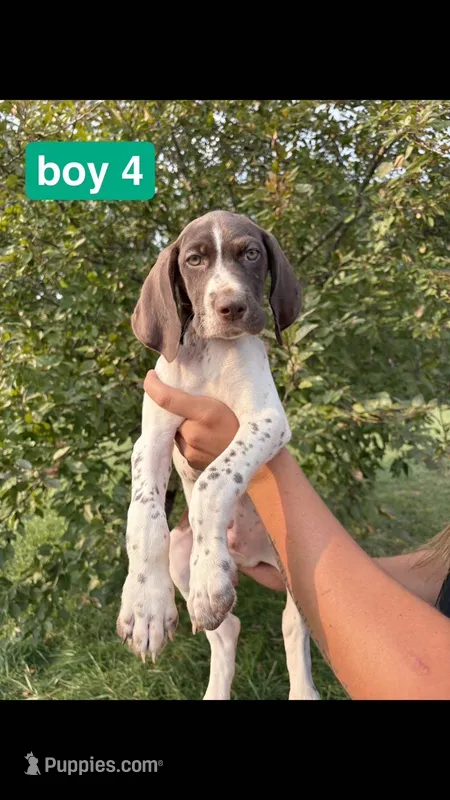 Boy 4 – German Shorthaired Pointer puppy for sale in Amherst, VA