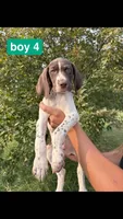 Boy 4, a male German Shorthaired Pointer for sale in Amherst, VA – 1 of 3