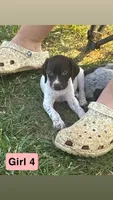 Girl 4, a female German Shorthaired Pointer for sale in Amherst, VA – 7 of 10