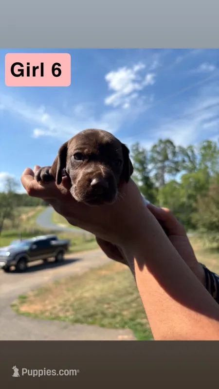 Girl 6 – German Shorthaired Pointer puppy for sale in Amherst, VA
