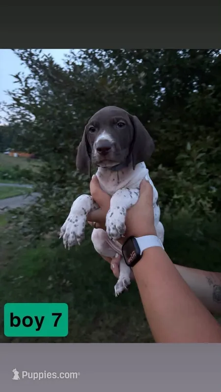 Boy 7 – German Shorthaired Pointer puppy for sale in Amherst, VA