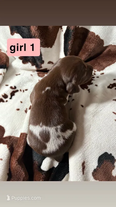 Girl 1 – German Shorthaired Pointer puppy for sale in Amherst, VA
