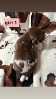 Girl 1, a female German Shorthaired Pointer for sale in Amherst, VA – 1 of 2