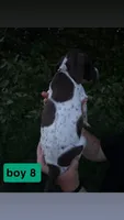 Boy 8 , a male German Shorthaired Pointer for sale in Amherst, VA – 2 of 2