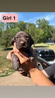 Girl 1, a female German Shorthaired Pointer for sale in Amherst, VA – 7 of 9