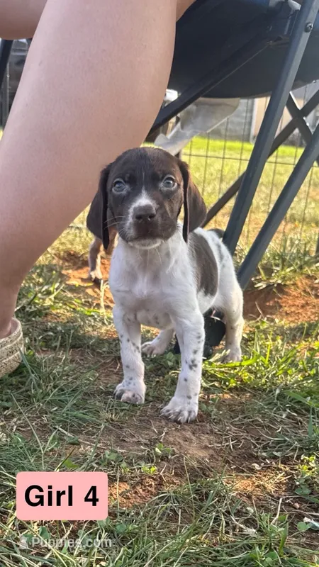 Girl 4 – German Shorthaired Pointer puppy for sale in Amherst, VA