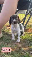 Girl 4, a female German Shorthaired Pointer for sale in Amherst, VA – 5 of 10