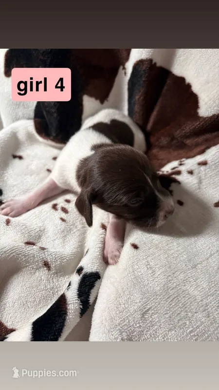 Girl 4 – German Shorthaired Pointer puppy for sale in Amherst, VA