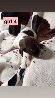 Girl 4, a male German Shorthaired Pointer for sale in Amherst, VA – 1 of 2