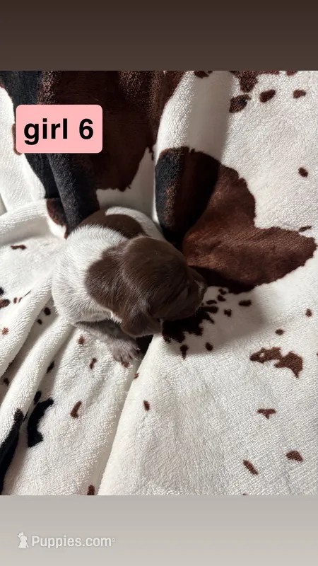 Girl 6 – German Shorthaired Pointer puppy for sale in Amherst, VA
