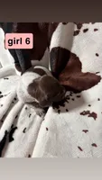 Girl 6, a female German Shorthaired Pointer for sale in Amherst, VA – 1 of 2