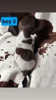 Boy 2, a male German Shorthaired Pointer for sale in Amherst, VA – 2 of 2