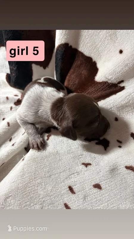 Girl 5 – German Shorthaired Pointer puppy for sale in Amherst, VA