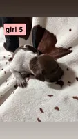 Girl 5, a female German Shorthaired Pointer for sale in Amherst, VA – 1 of 2