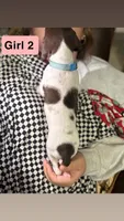 Girl 2, a female German Shorthaired Pointer for sale in Amherst, VA – 4 of 6
