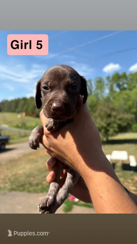 Girl 5 – German Shorthaired Pointer puppy for sale in Amherst, VA