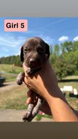 Girl 5, a female German Shorthaired Pointer for sale in Amherst, VA – 1 of 7