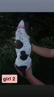 Girl 2, a female German Shorthaired Pointer for sale in Amherst, VA – 2 of 2