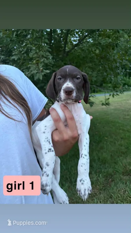 Girl 1 – German Shorthaired Pointer puppy for sale in Amherst, VA