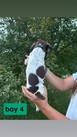 Boy 4, a male German Shorthaired Pointer for sale in Amherst, VA – 2 of 2
