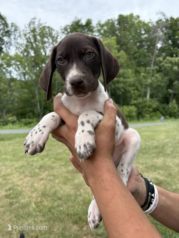 Girl 4 – German Shorthaired Pointer puppy for sale in Amherst, VA