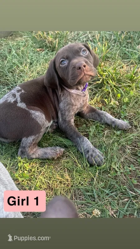 Girl 1 – German Shorthaired Pointer puppy for sale in Amherst, VA
