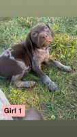 Girl 1, a female German Shorthaired Pointer for sale in Amherst, VA – 1 of 9