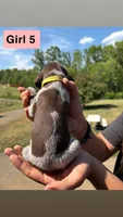 Girl 5, a female German Shorthaired Pointer for sale in Amherst, VA – 2 of 7