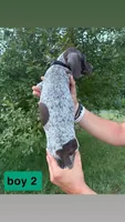 Boy 2, a male German Shorthaired Pointer for sale in Amherst, VA – 2 of 2