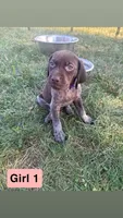 Girl 1, a female German Shorthaired Pointer for sale in Amherst, VA – 2 of 9