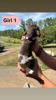 Girl 1, a female German Shorthaired Pointer for sale in Amherst, VA – 6 of 9
