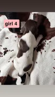 Girl 4, a male German Shorthaired Pointer for sale in Amherst, VA – 2 of 2