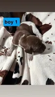 Boy 1, a male German Shorthaired Pointer for sale in Amherst, VA – 1 of 3