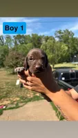 Boy 1, a male German Shorthaired Pointer for sale in Amherst, VA – 5 of 8