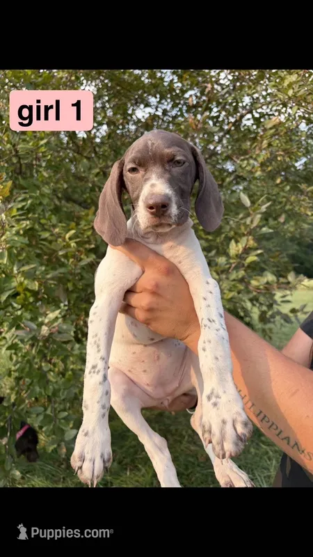 Girl 1 – German Shorthaired Pointer puppy for sale in Amherst, VA