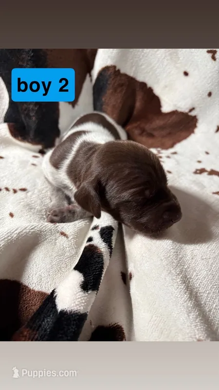 Boy 2 – German Shorthaired Pointer puppy for sale in Amherst, VA