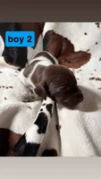 Boy 2, a male German Shorthaired Pointer for sale in Amherst, VA – 1 of 2